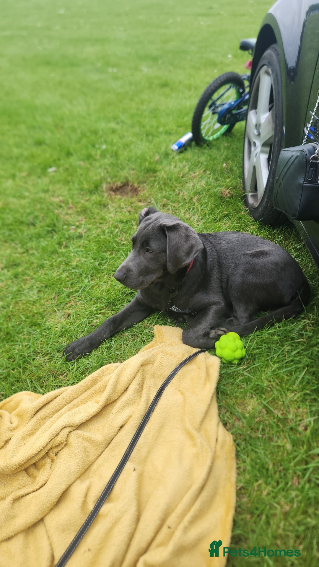 Labrador Retriever dogs for sale: Bailey labrador  - Advert 4