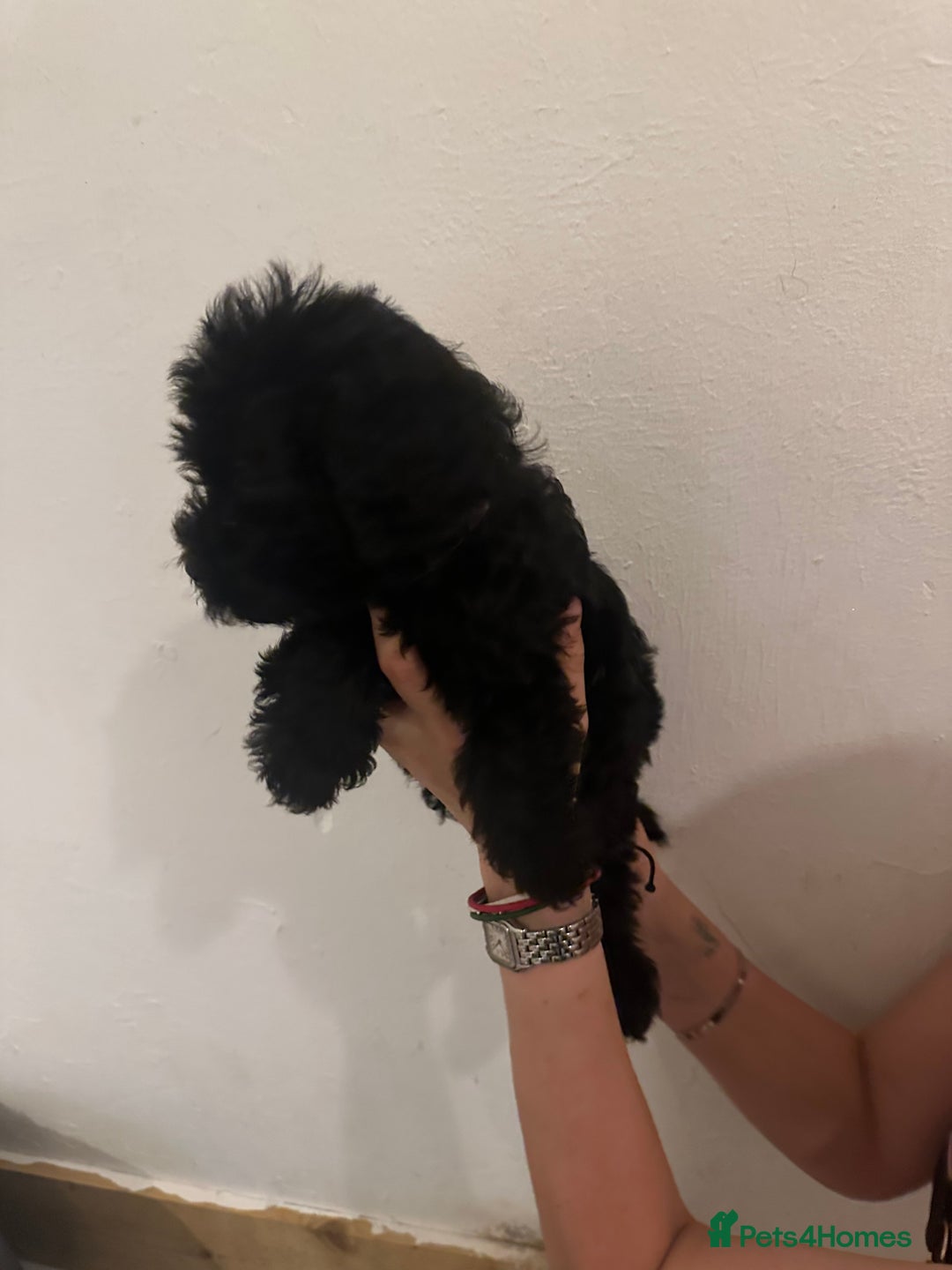 Yorkiepoo dogs for sale: 5 Beautiful F1 Yorkiepoo’s - Image 16