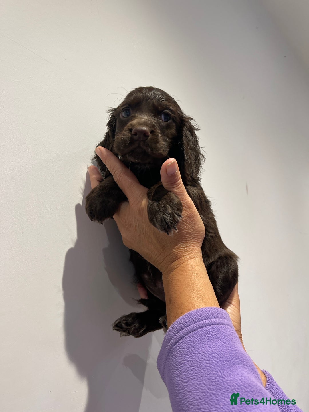 Cocker Spaniel dogs for sale: Stunning cocker spaniel puppies  - Image 11