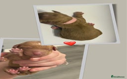 Cockapoo dogs for sale: READY  **  EVE COCKAPOO PUPS - Image 8