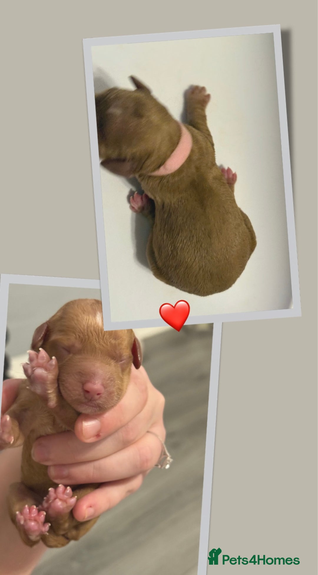 Cockapoo dogs for sale: READY  **  EVE COCKAPOO PUPS - Image 8