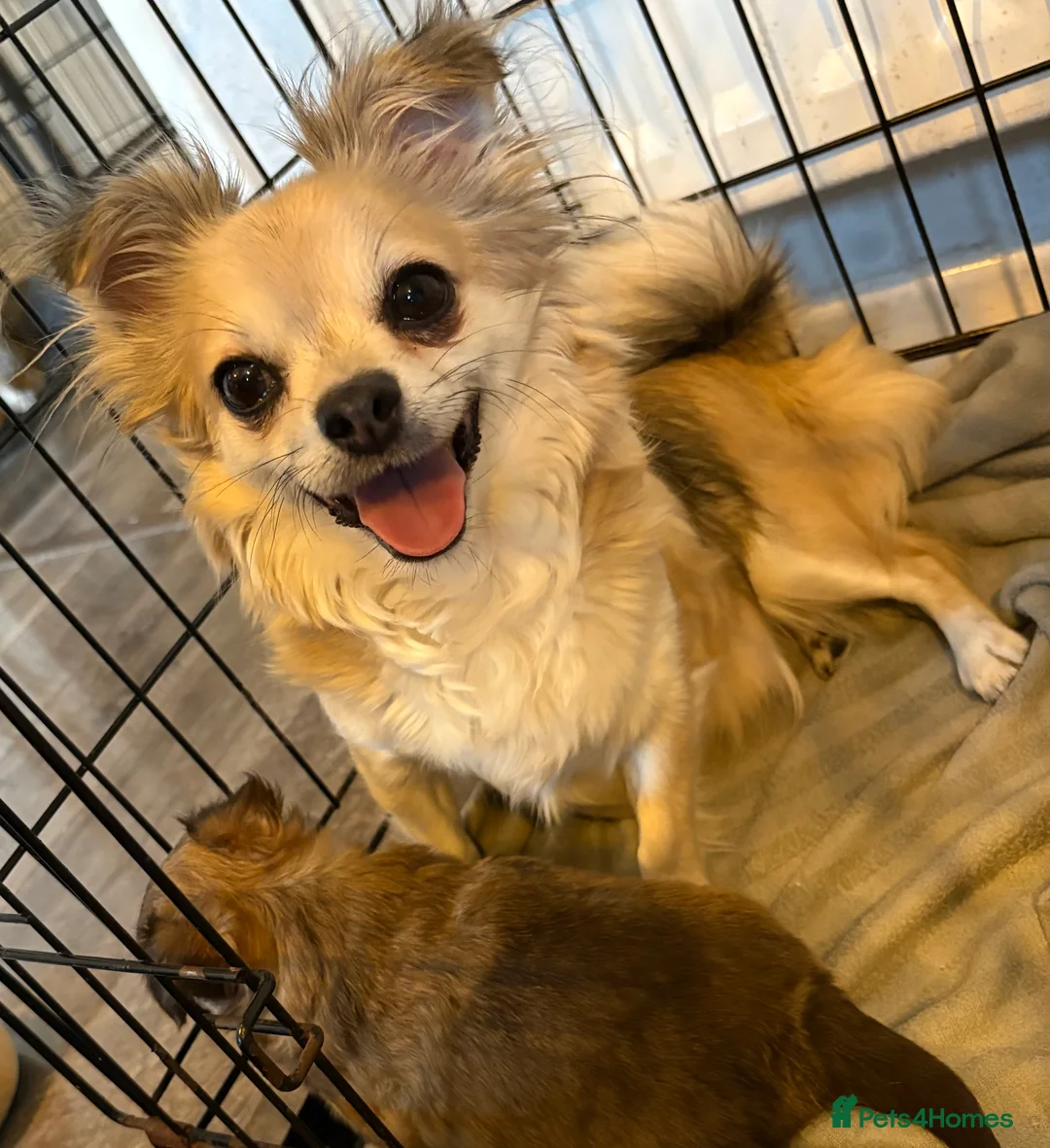 Chihuahua dogs for sale: Gorgeous Long hair chihuahua pups - Advert 8