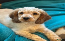 Cocker Spaniel dogs for sale: Show type cocker spaniel puppies - Image 1