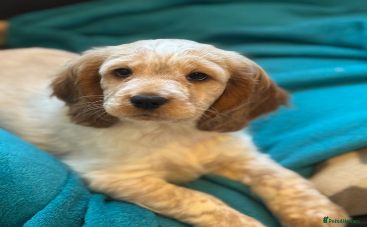 Cocker Spaniel dogs - Advert 2