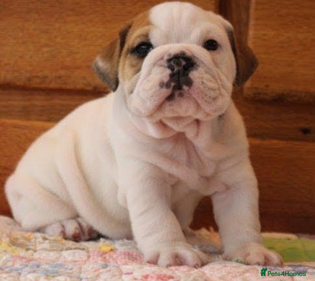 English Bulldog dogs for sale: Purebred English Bulldogs - Image 10