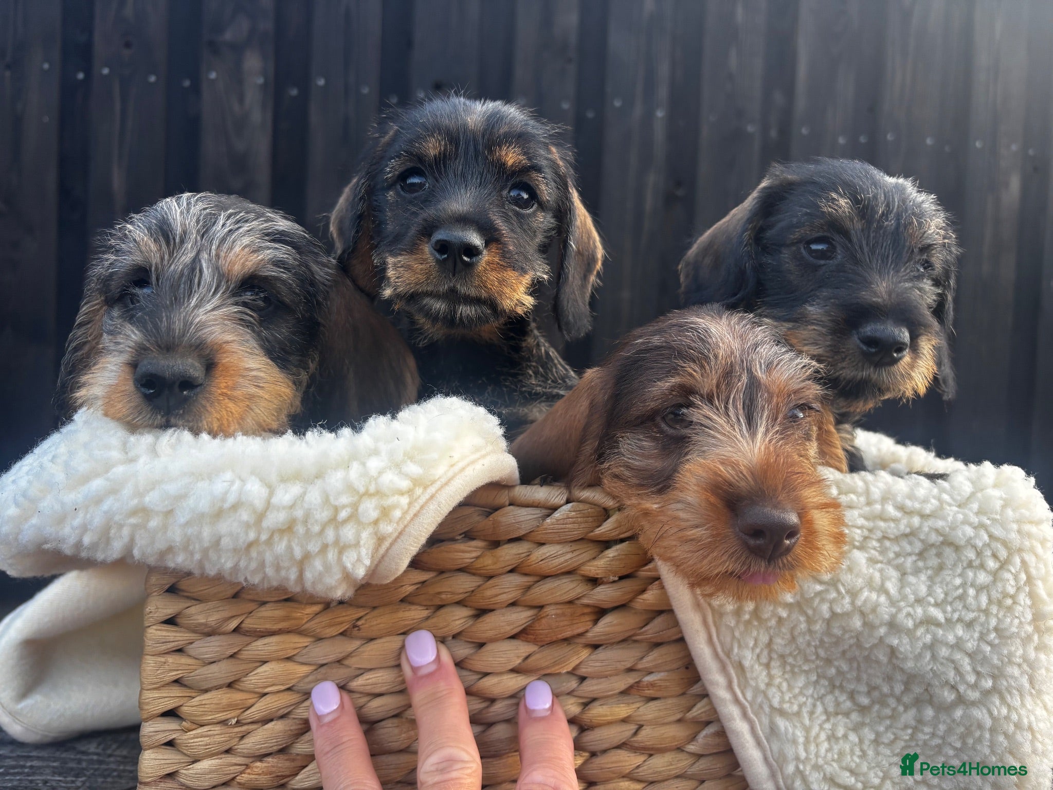 Miniature Dachshund dogs Wire Haired Miniature Dachshunds  - Advert 1