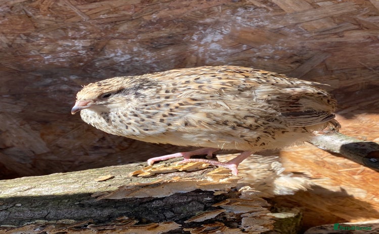 Quail poultry - Advert 1