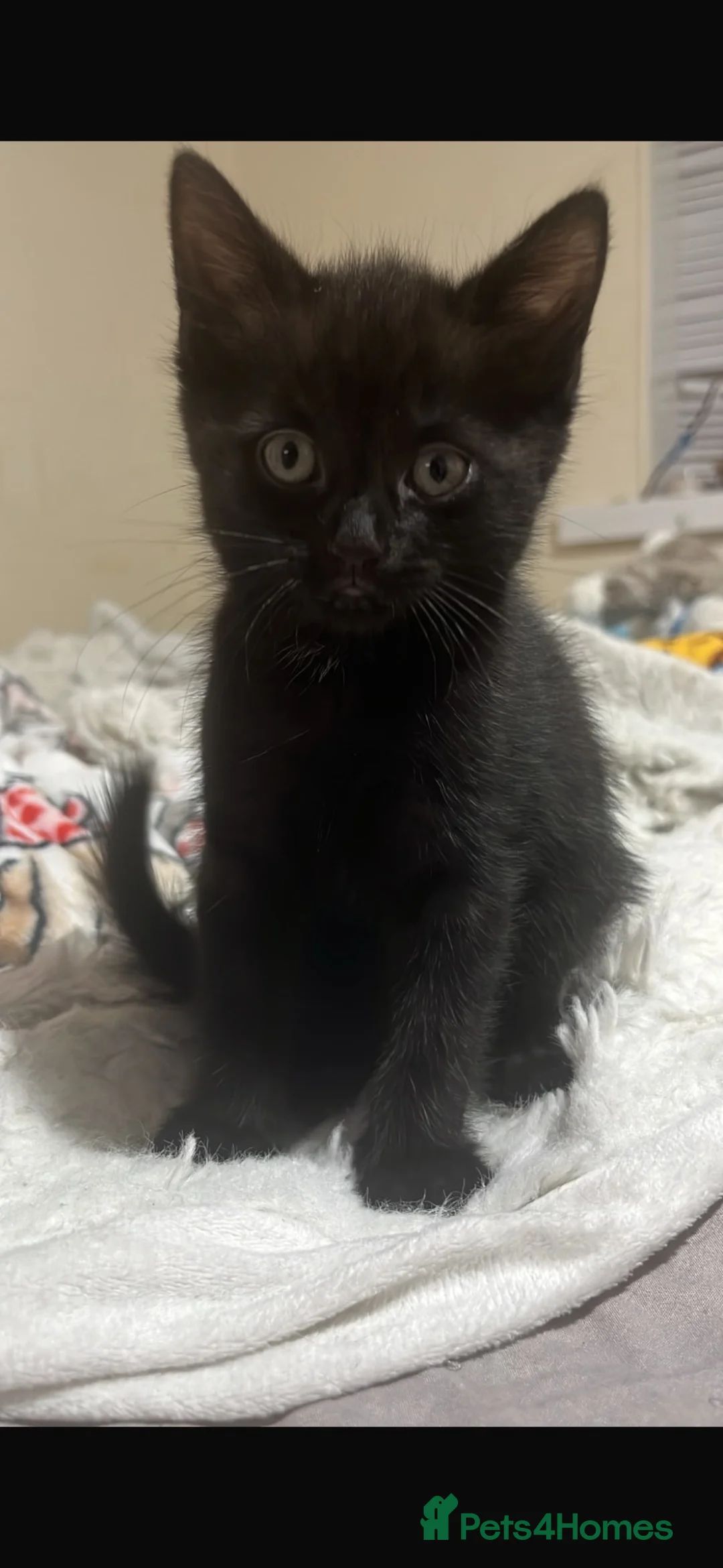 Mixed Breed cats for sale: Kittens  - Advert 1
