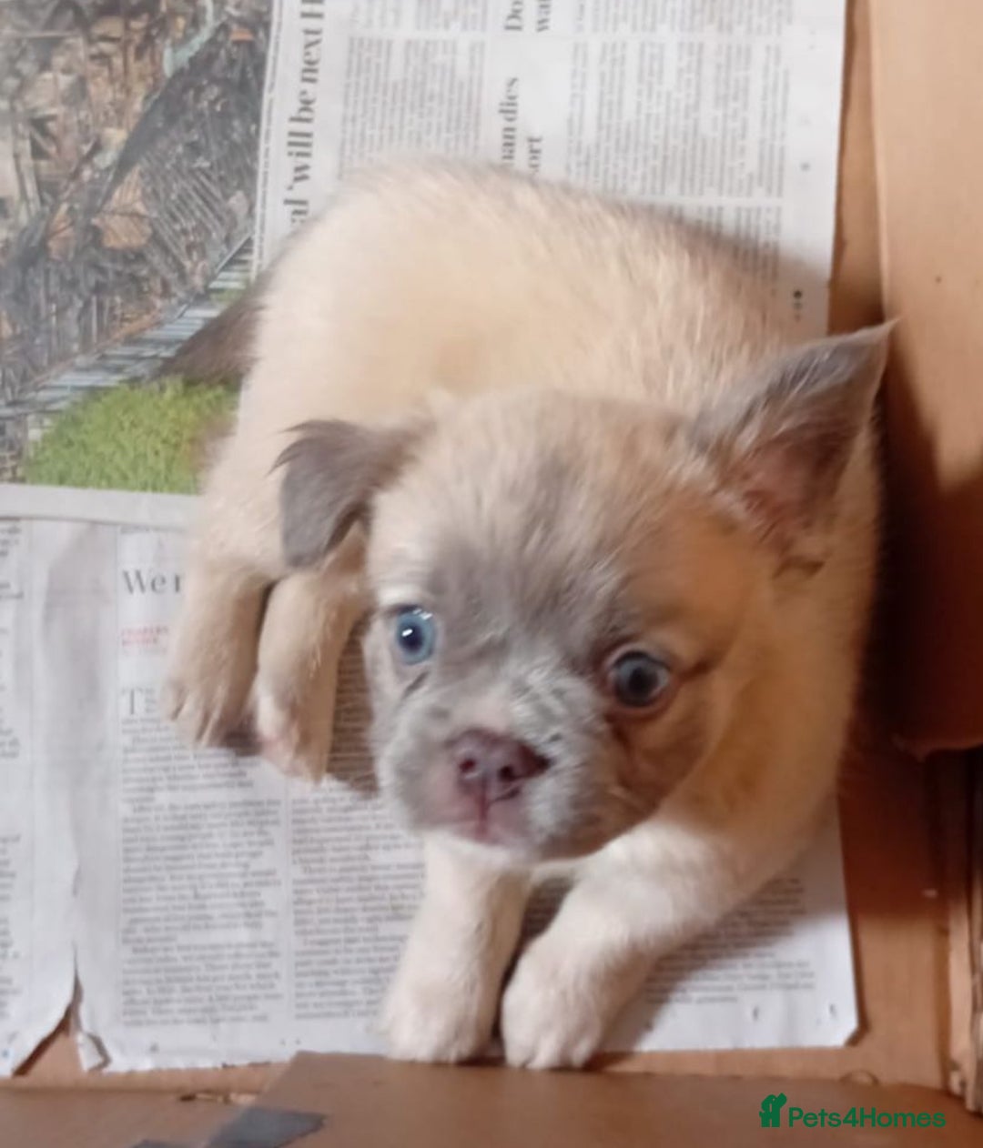 French Bulldog dogs for sale: French bulldog puppies ready to go - Image 4