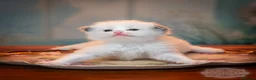Ragdoll cats for sale: Ragdoll Kitten Boy ZPAA Champion! - Advert 7