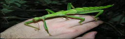 Stick Insects invertebrates for sale: Giant Green Bean Stick Insects x 6 Nymphs - Advert 1