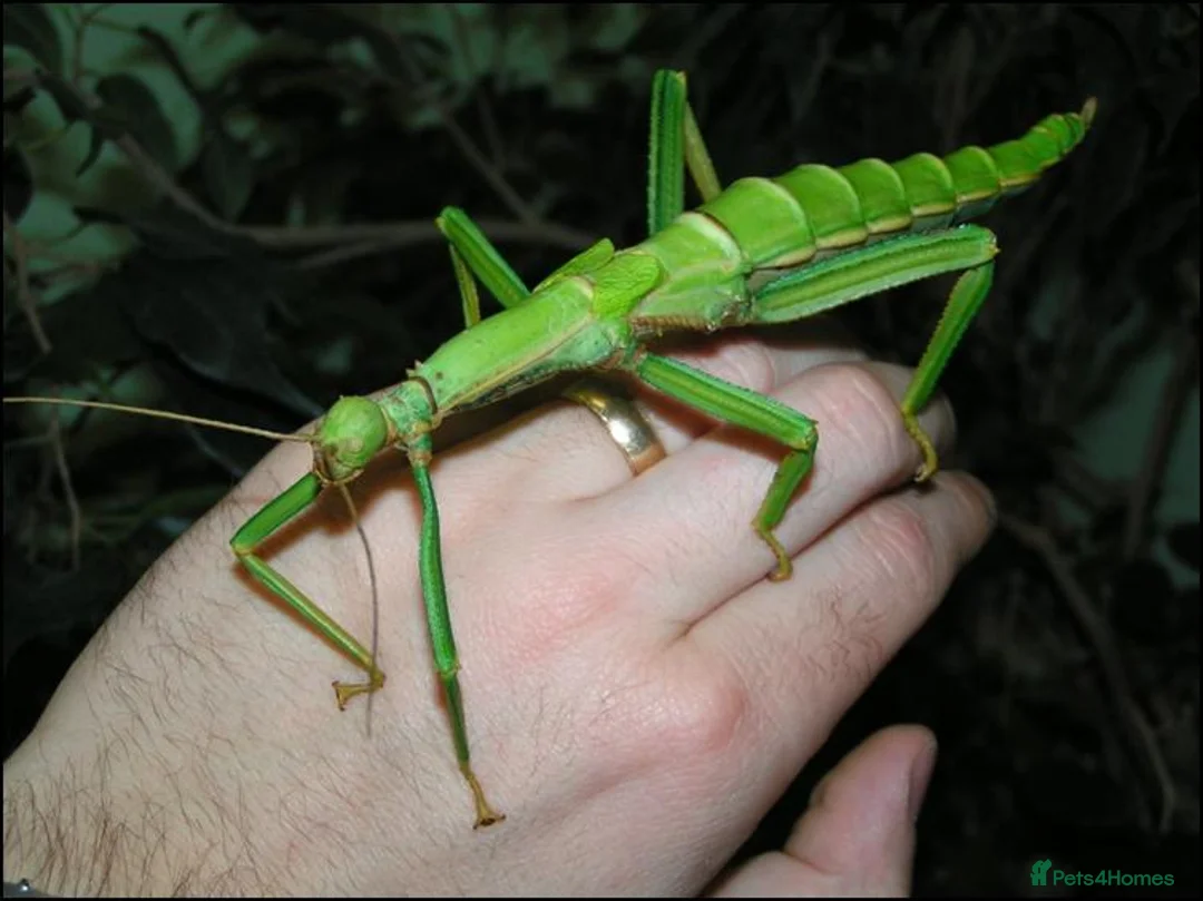 Stick Insects invertebrates for sale: Giant Green Bean Stick Insects x 6 Nymphs - Advert 1