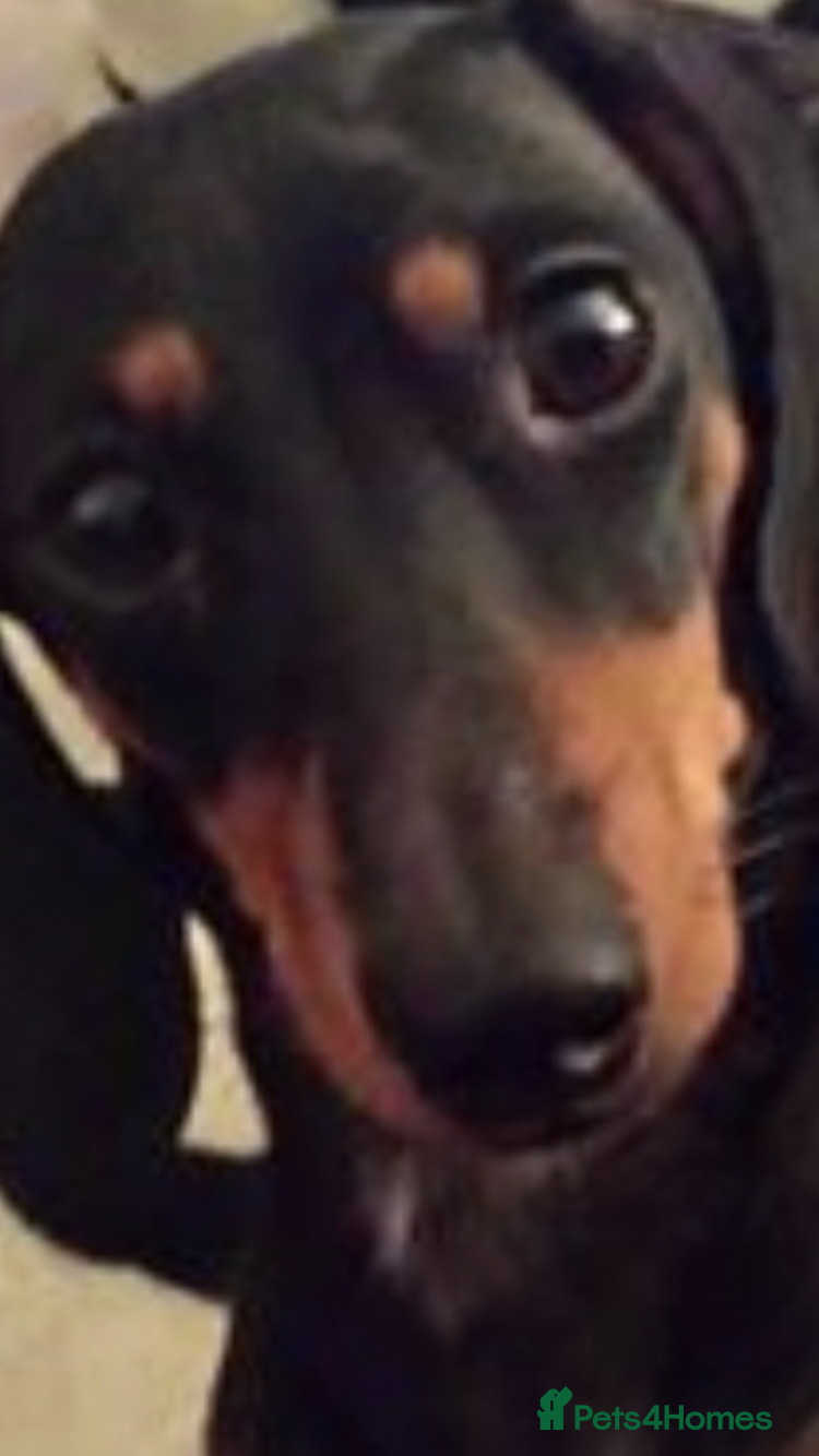 Miniature Dachshund dogs For stud duties only - Advert 7