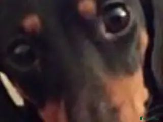 Miniature Dachshund dogs For stud duties only - Advert 7