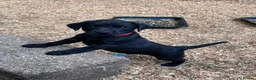 Labrador Retriever dogs for sale: KC Registered Black & Yellow Labrador Puppies - Advert 35