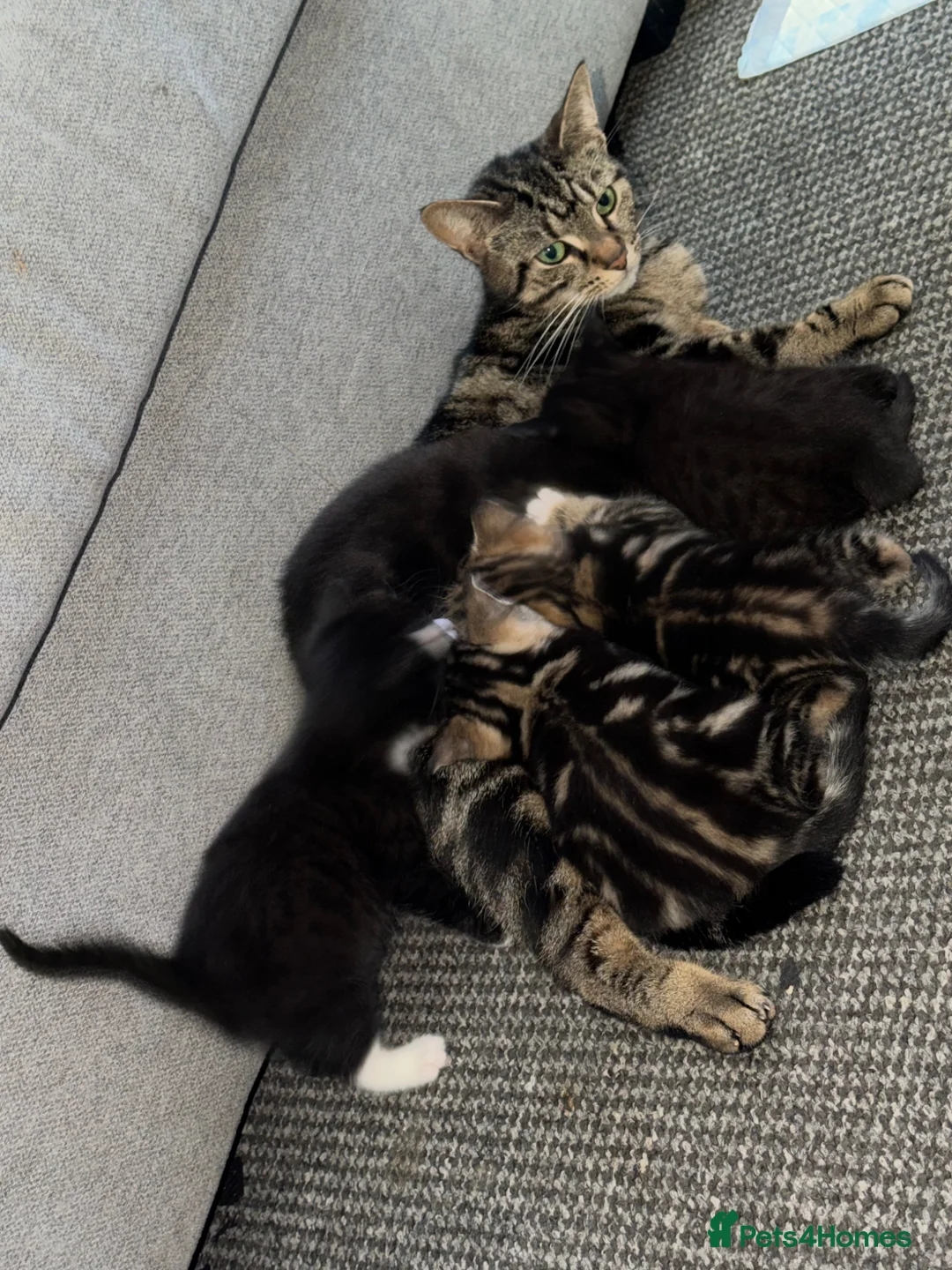 Mixed Breed cats for sale: Kittens  - Advert 1