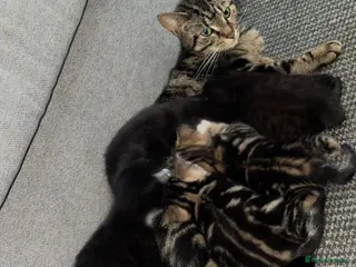 Mixed Breed cats Kittens - Advert 1