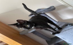 Domestic Shorthair cats for sale: Short haired black cat - Image 1