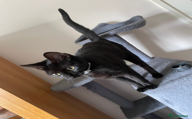 Domestic Shorthair cats - Advert 16