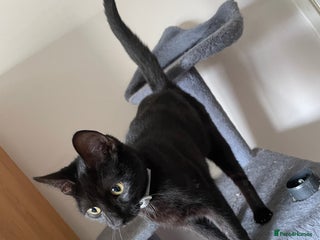 Domestic Shorthair cats - Advert 5