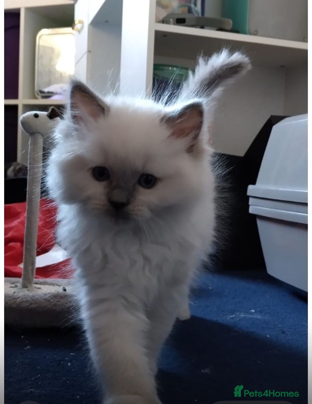 Ragdoll cats for sale: Tica registered ragdoll kittens - Advert 3