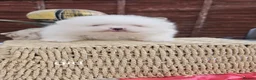 Pomeranian dogs for sale: Adorable Pomeranian Puppies for Sale  in Tamworth - Advert 22