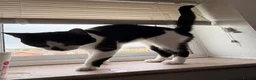 Mixed Breed cats for sale: Male cat  **  in Hinckley - Advert 3