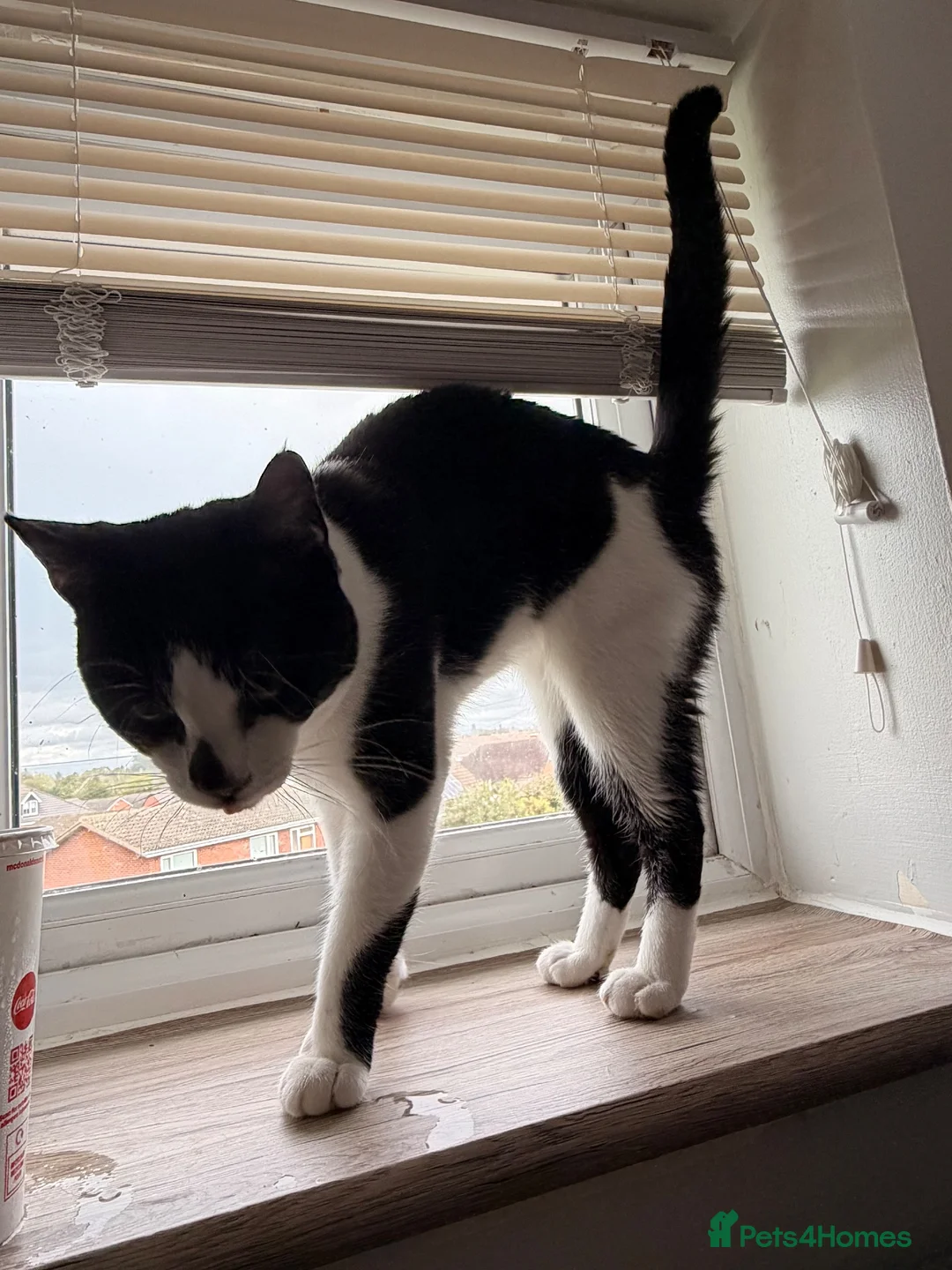 Mixed Breed cats for sale: Male cat  **  in Hinckley - Advert 3