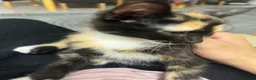 American Shorthair cats for sale: Friendly cats!! 3 black/white/brown cats - Advert 2