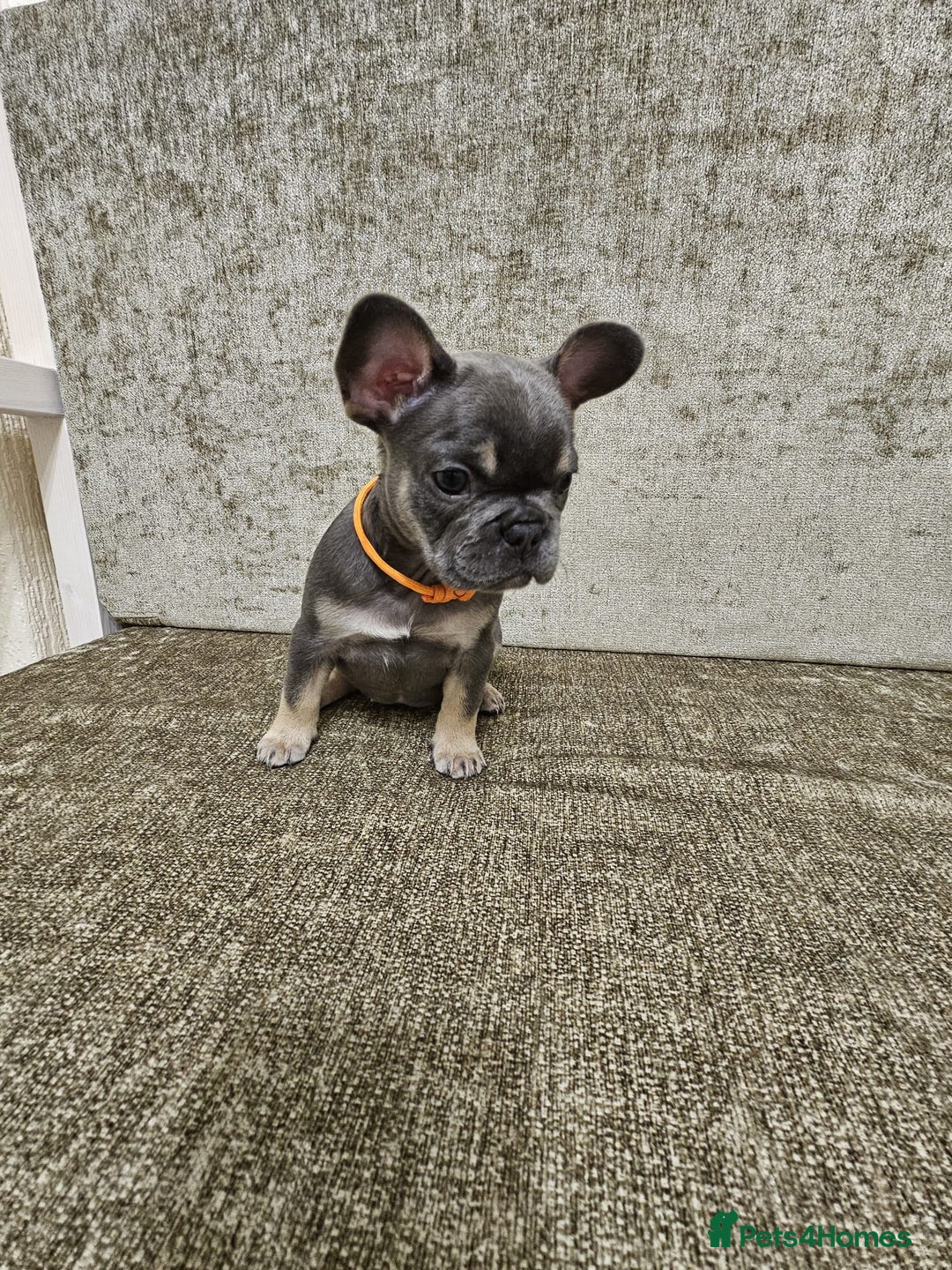 French Bulldog dogs for sale: DISCOUNT AVAILABLE FOR SERIOUSLY INTERESTED BUYERS - Advert 23