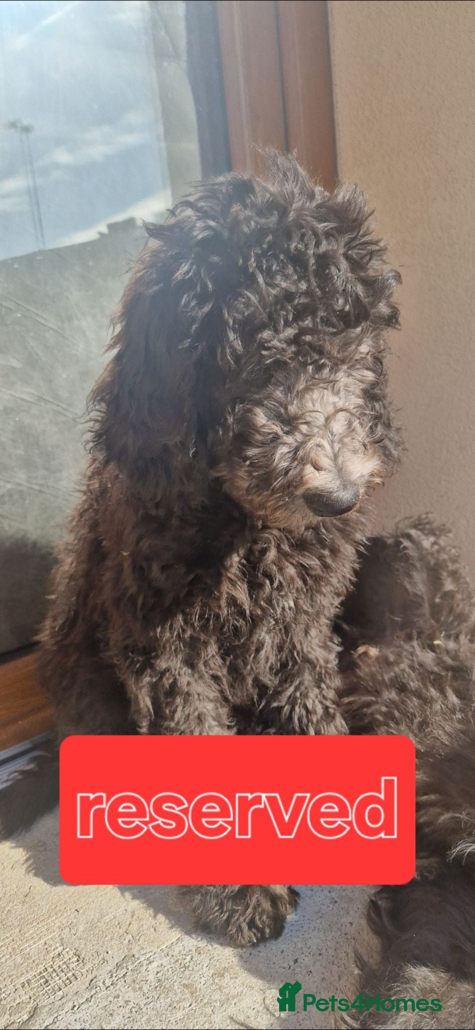 Goldendoodle dogs F1B Rare black standard Goldendoodle North Wales  - Advert 2