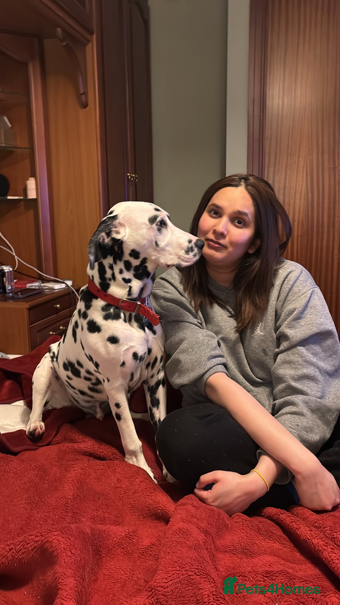 Dalmatian dogs Beautiful 6-Month-Old Dalmatian Puppy 🐾 - Advert 17