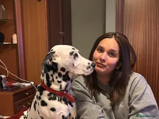 Dalmatian dogs Beautiful 6-Month-Old Dalmatian Puppy 🐾 - Advert 17