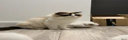Ragdoll cats for sale: 2 Seal Bicolor Ragdoll Kitten for sale - Advert 5
