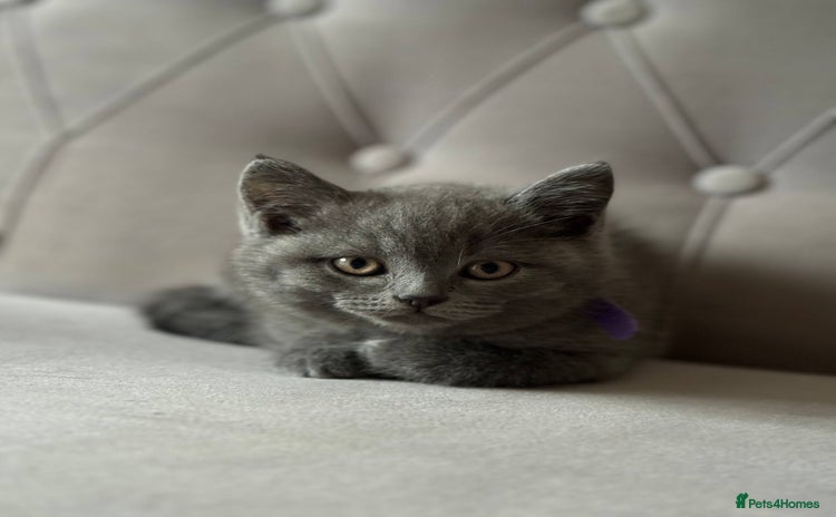 Scottish Fold cats - Advert 16