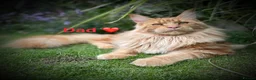 Maine Coon cats for sale: Beautiful Maine coon babies - Advert 8