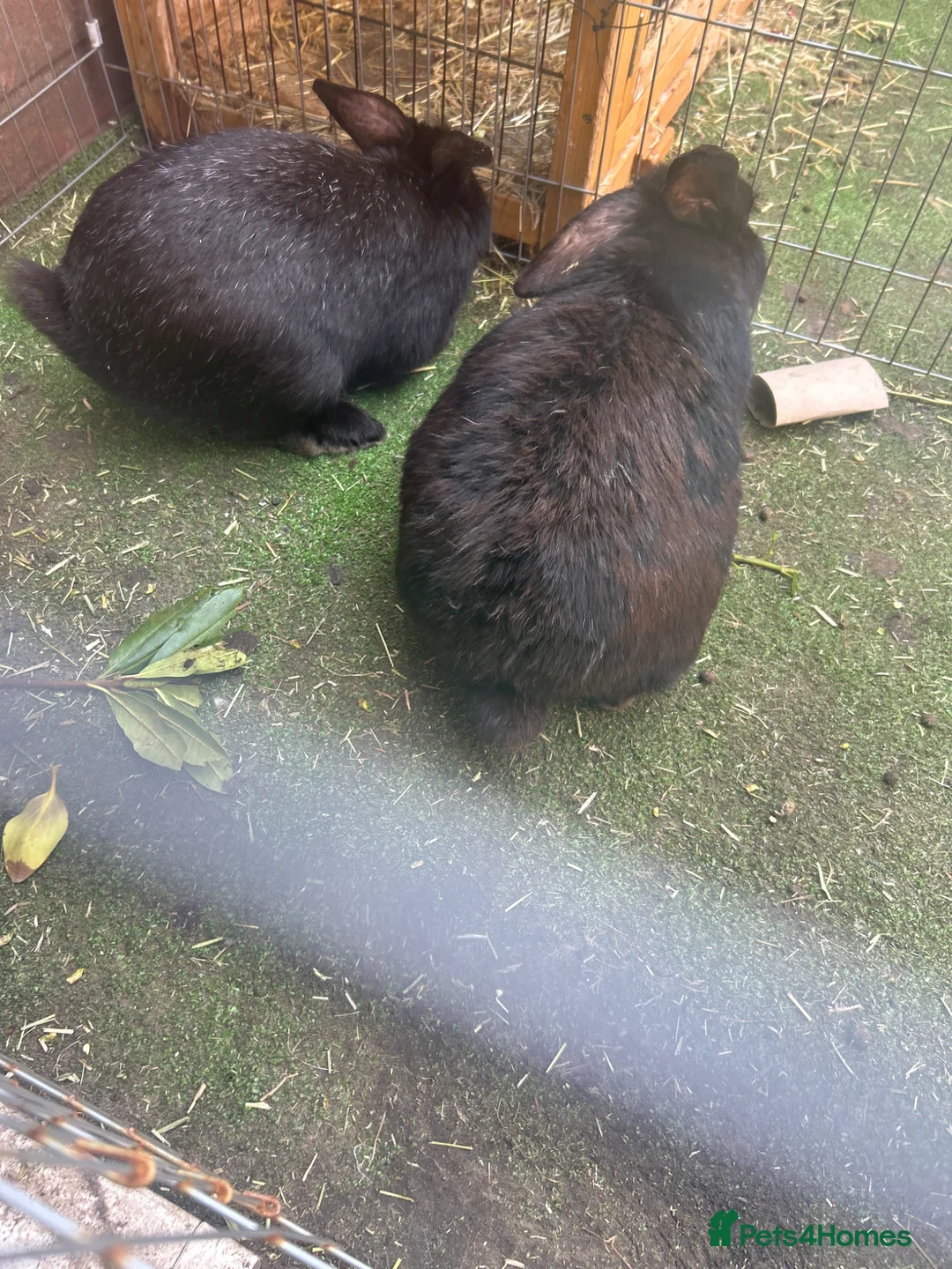 Mixed Breed rabbits for sale: 2 male brothers in Bootle - Advert 2