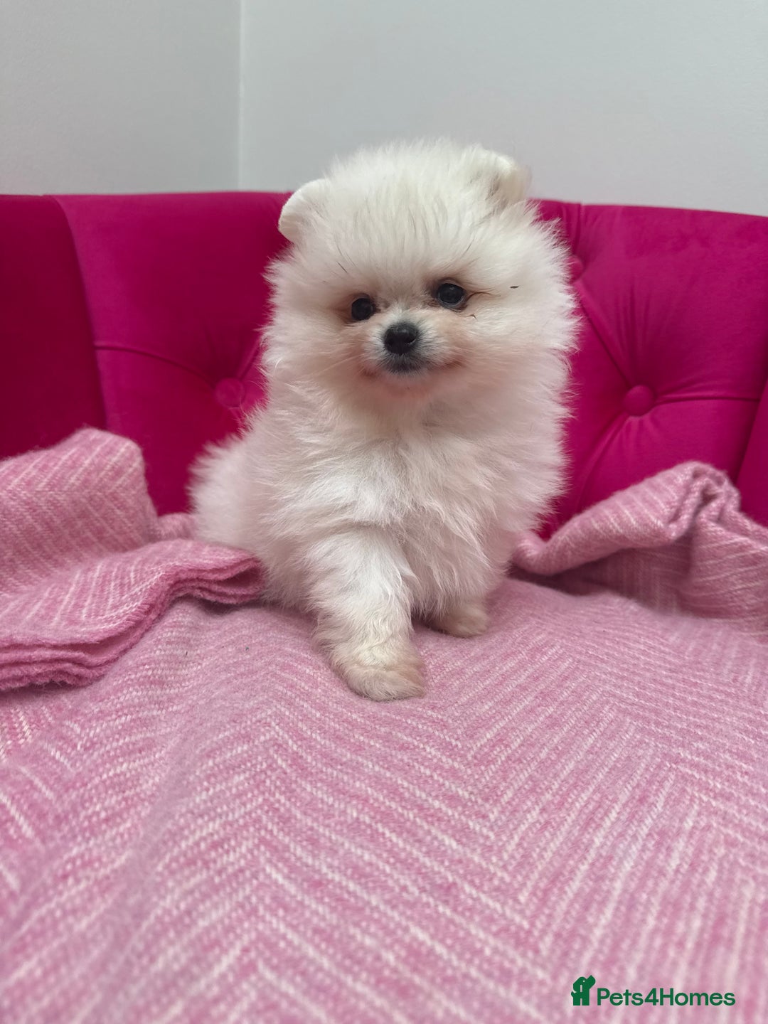 Pomeranian dogs for sale: READY 2nd August KC White Teddy Bear Poms - Image 10