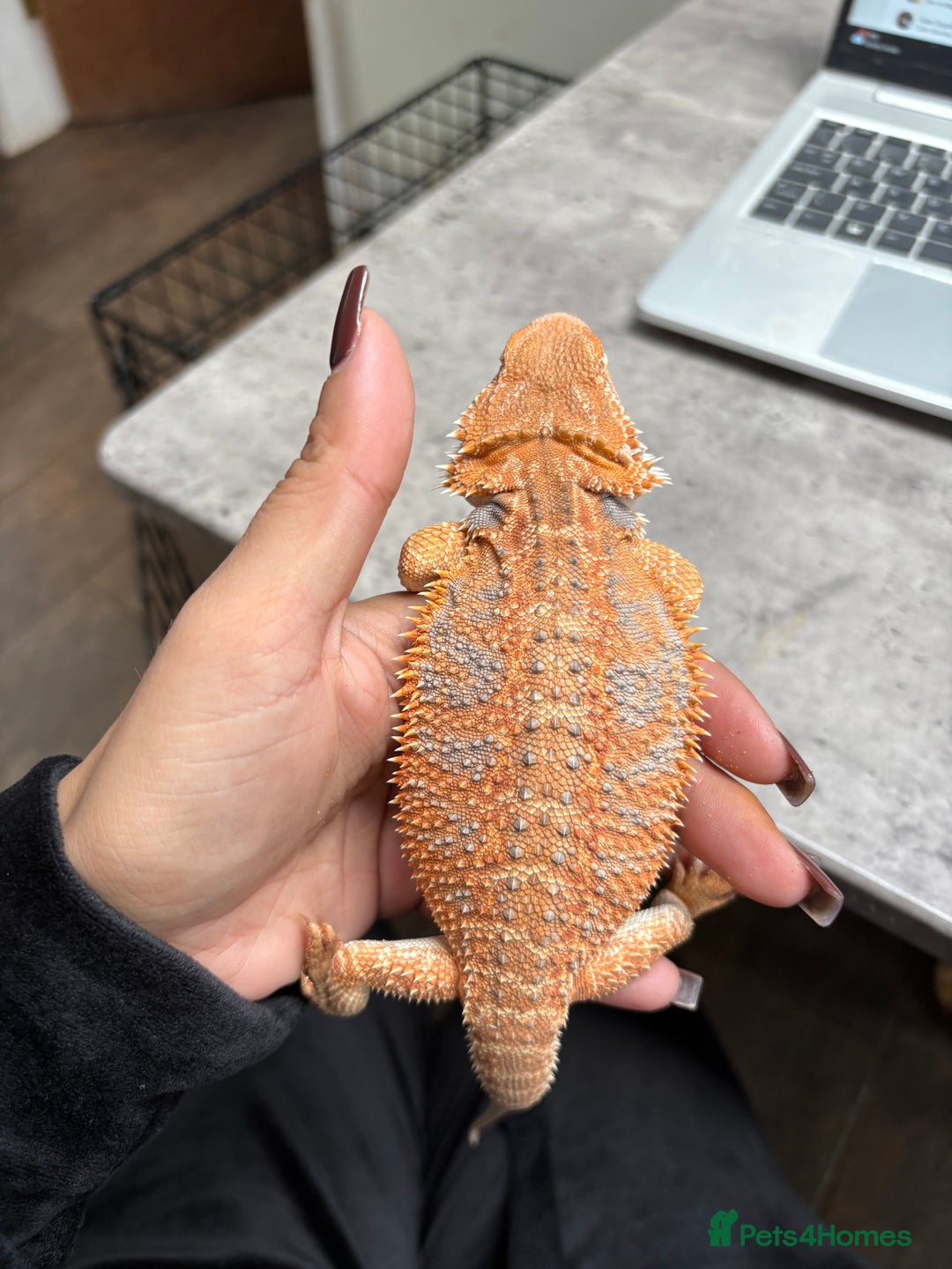 Bearded Dragon reptiles for sale: Young Bearded Dragon with Full Set Up New - Image 3