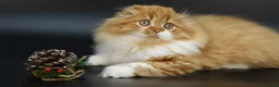 Scottish Fold cats for stud: RoyalOwl Yoshi: Scottish Fold Longhair Stud  in Banbury - Advert 10