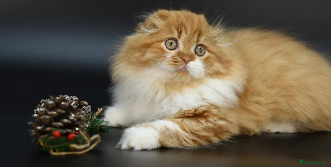 Scottish Fold cats for stud: RoyalOwl Yoshi: Scottish Fold Longhair Stud  in Banbury - Advert 10