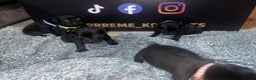 Staffordshire Bull Terrier dogs for sale: Staffys Puppies   25+ Champions ( Show Quality ) - Advert 11