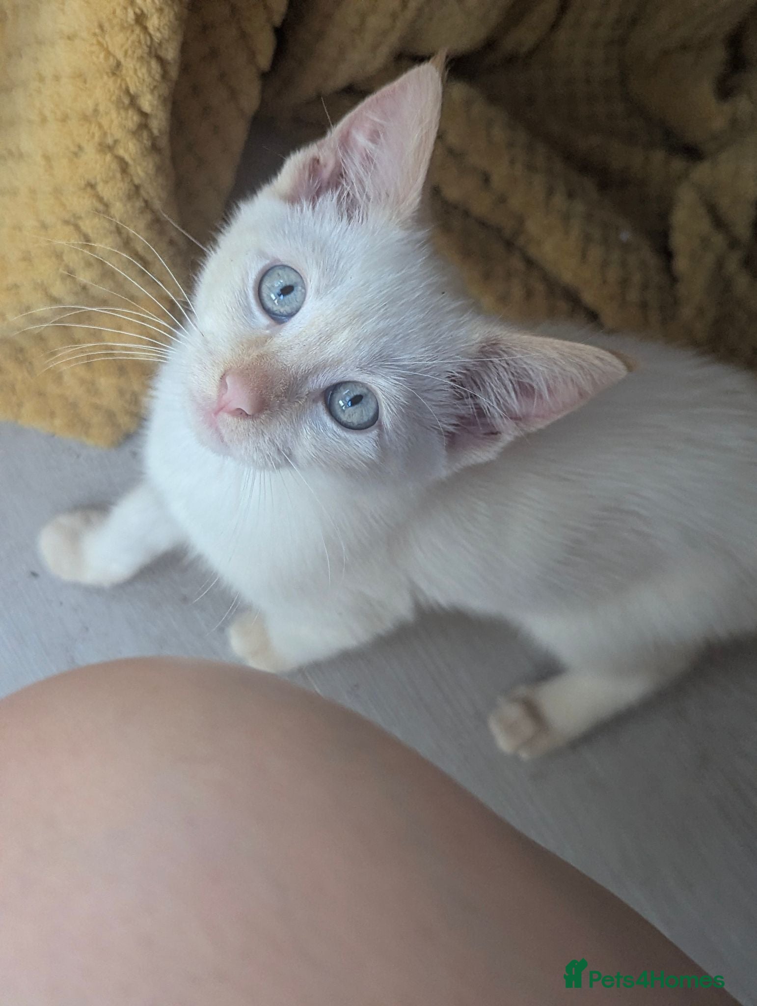 Siamese cats Flame point siamese  - Advert 6