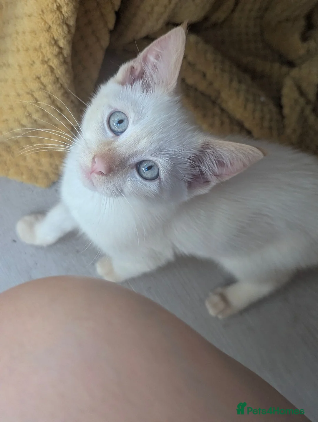 Siamese cats for sale: Flame point siamese  - Advert 1