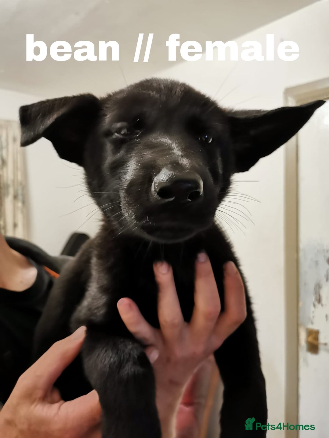 Mixed Breed dogs for sale: Mal X (shepinois) puppies for sale! - Image 6