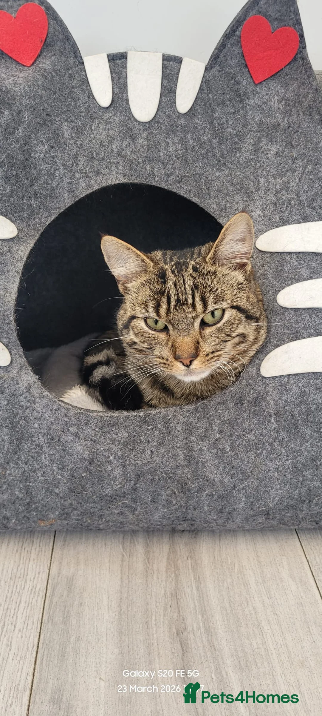 Bengal cats for sale: Bengal boy in Saint Helens - Advert 1