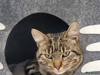 Bengal cats Bengal boy - Advert 1