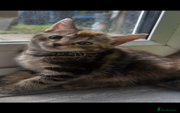 Mixed Breed cats for sale: Kittens  - Image 6