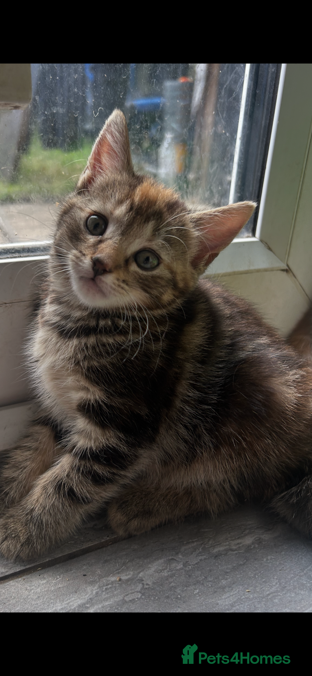 Mixed Breed cats for sale: Kittens  - Image 6