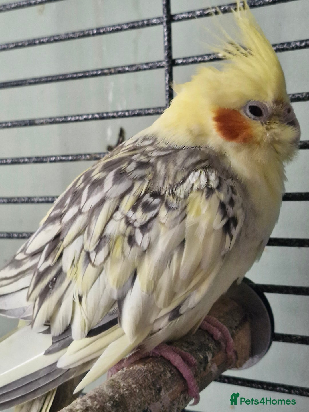 Cockatiels birds for sale: 3 cockatiels for sale - Image 10